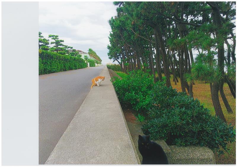 ハプニング　黒猫「なに？」　茶トラ猫「なんだ～」